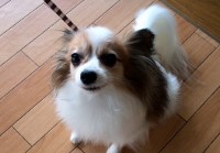 あああああ あああああ
