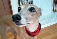 あああああ あああああ