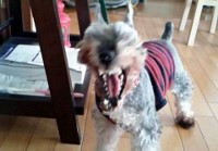 あああああ あああああ