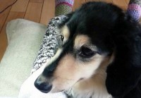 あああああ あああああ