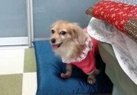 あああああ あああああ