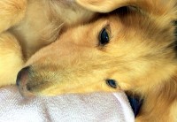 あああああ あああああ