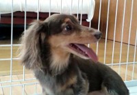 あああああ あああああ