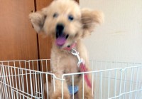 あああああ あああああ