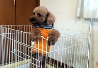 あああああ あああああ