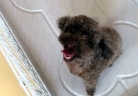 あああああ あああああ