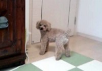 あああああ あああああ