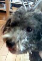 あああああ あああああ