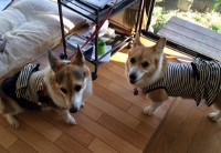 あああああ あああああ