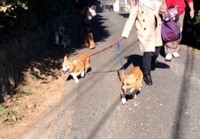あああああ あああああ