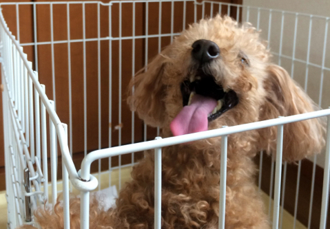 あああああ あああああ