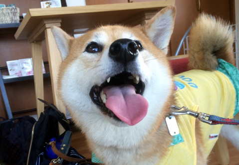 あああああ あああああ