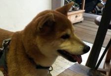 あああああ あああああ