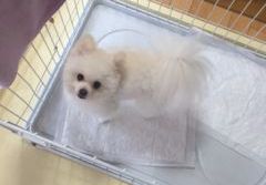あああああ あああああ
