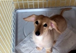 あああああ あああああ