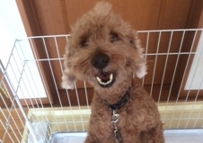 あああああ あああああ