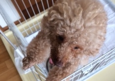 あああああ あああああ