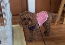 あああああ あああああ