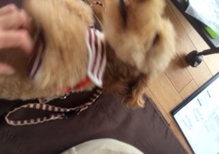 あああああ あああああ
