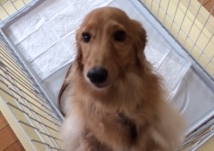 あああああ あああああ
