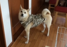あああああ あああああ