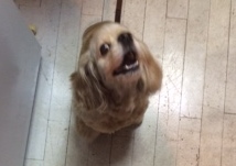あああああ あああああ