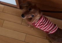 あああああ あああああ