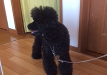 あああああ あああああ
