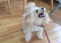 あああああ あああああ