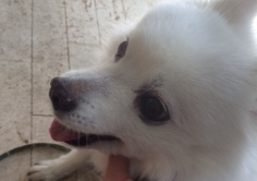 あああああ あああああ