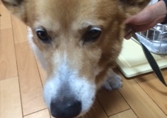 あああああ あああああ