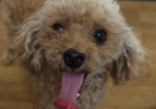 あああああ あああああ