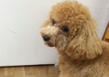 あああああ あああああ
