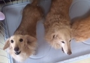あああああ あああああ