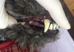 あああ あああ