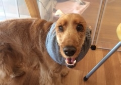 あああああ あああああ