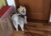 あああああ あああああ