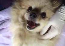 あああああ あああああ