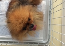 あああああ あああああ