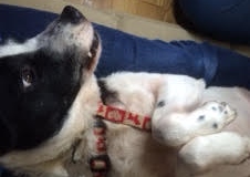 あああああ あああああ