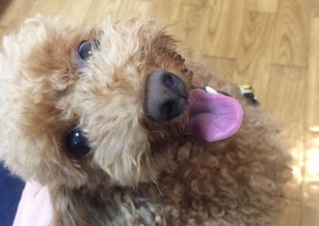 あああああ あああああ