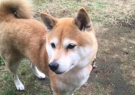 あああああ あああああ