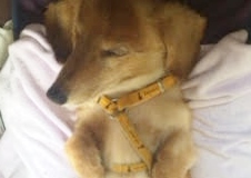 あああああ あああああ
