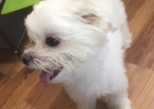 あああああ あああああ