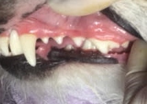 あああ あああ