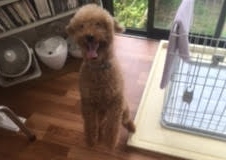 あああああ あああああ