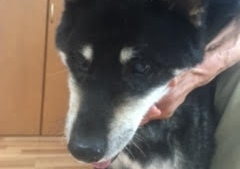 あああああ あああああ