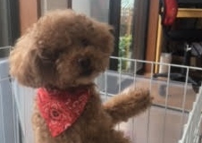 あああああ あああああ