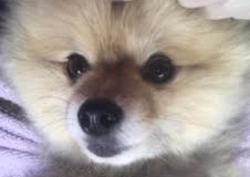 あああああ あああああ