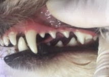 あああ あああ